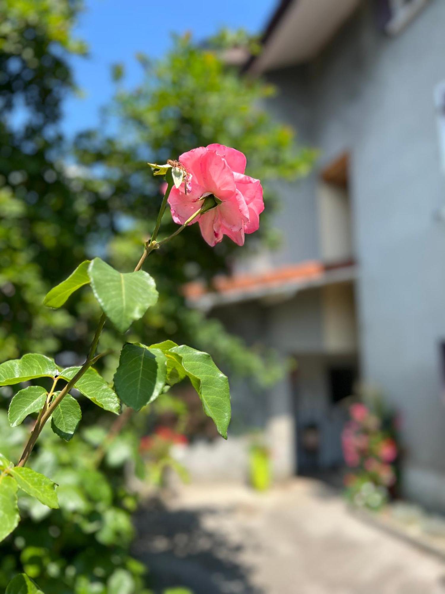 Apartament La Branche Du Cerisier Annecy Zewnętrze zdjęcie